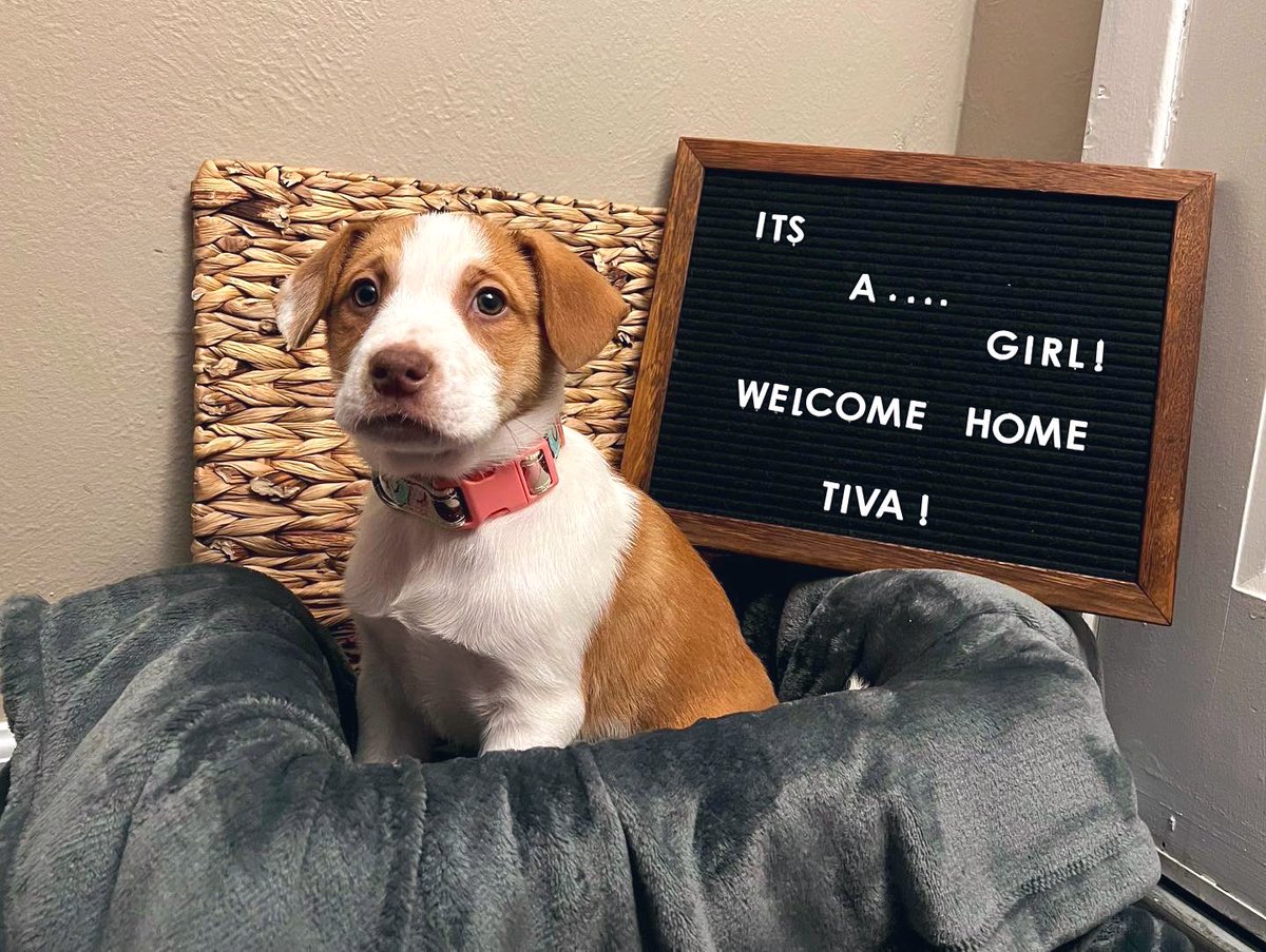 Rebecca_akaMom's tweet photo. We added 4 paws to our family! Welcome home Tiva💗🐶🐾
#puppy #pitbullcollie #8weeksold https://t.co/mj6e19JtcT