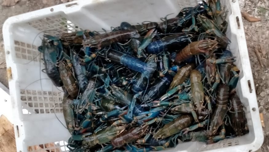 SyamDidien's tweet photo. Jum'at, 24/02/2023, Didien Wahyudin Syam, S. Pi Luhkan Sidoarjo, Pendampingan Panen Lobster Air Tawar Hamdan Desa Junwangi Kec Krian Sebanyak 3Kg uk 5 inch Harga 200.000/kg #sidoarjo #luhlapor #GiatLuhkanSatminkalBWI @bppp_banyuwangi @puslatluhkp https://t.co/uDDq4i9yHQ
