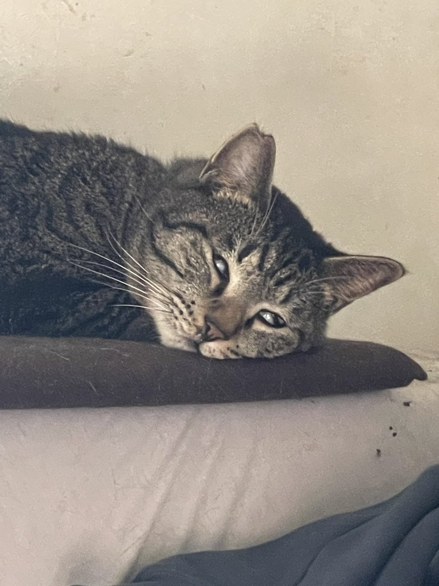 nova_OG_0511's tweet photo. 差
#猫がいる暮らし
#猫好きさんと繋がりたい
#保護猫
#キジトラ
#やーまん
#novaOG https://t.co/LhyDCeiMi3