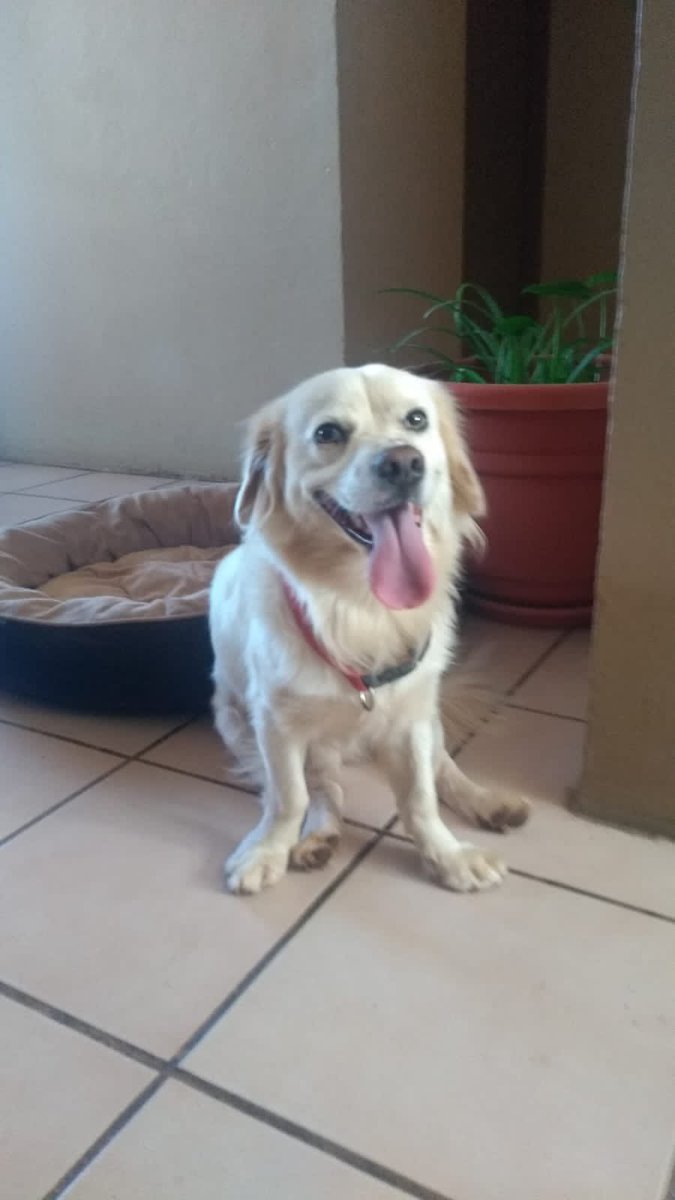 Se perdió nuestro perro “Agustin” ayúdanos por favor a encontrarlo, si lo viste vivo o muerto nos harías un favor muy grande en avisarnos, ofrezco recompensa!!!