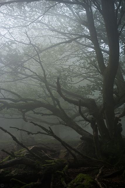 gIoomyweather's tweet image. the woods.