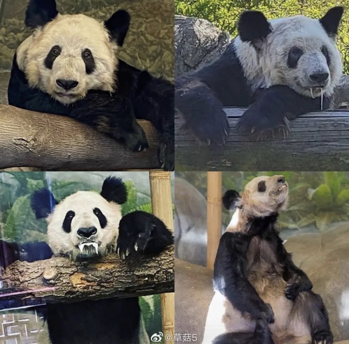 wangxp35175693's tweet photo. @The_musicholic @MemphisZoo And these https://t.co/3MDGKGsgDQ