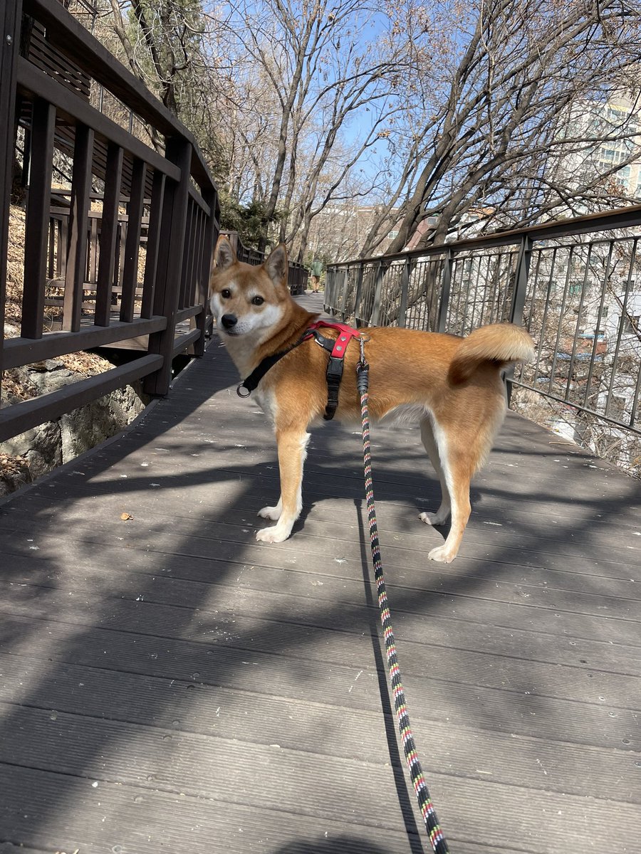 오늘 홍차 가는날이에요🥺 그동안 고마웠어 홍차야! 가족들이랑 행복하게 살아~~