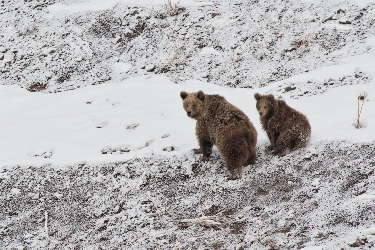 #FromTheArchives: A #Ladakhi researcher studying the Himalayan Brown Bear population in India gives us a primer on the #bear species and the human-animal conflict. Story and images by @NiazulKhan. 📷 #HimalayanBrownBear, mother and infant bit.ly/3KQX5Id