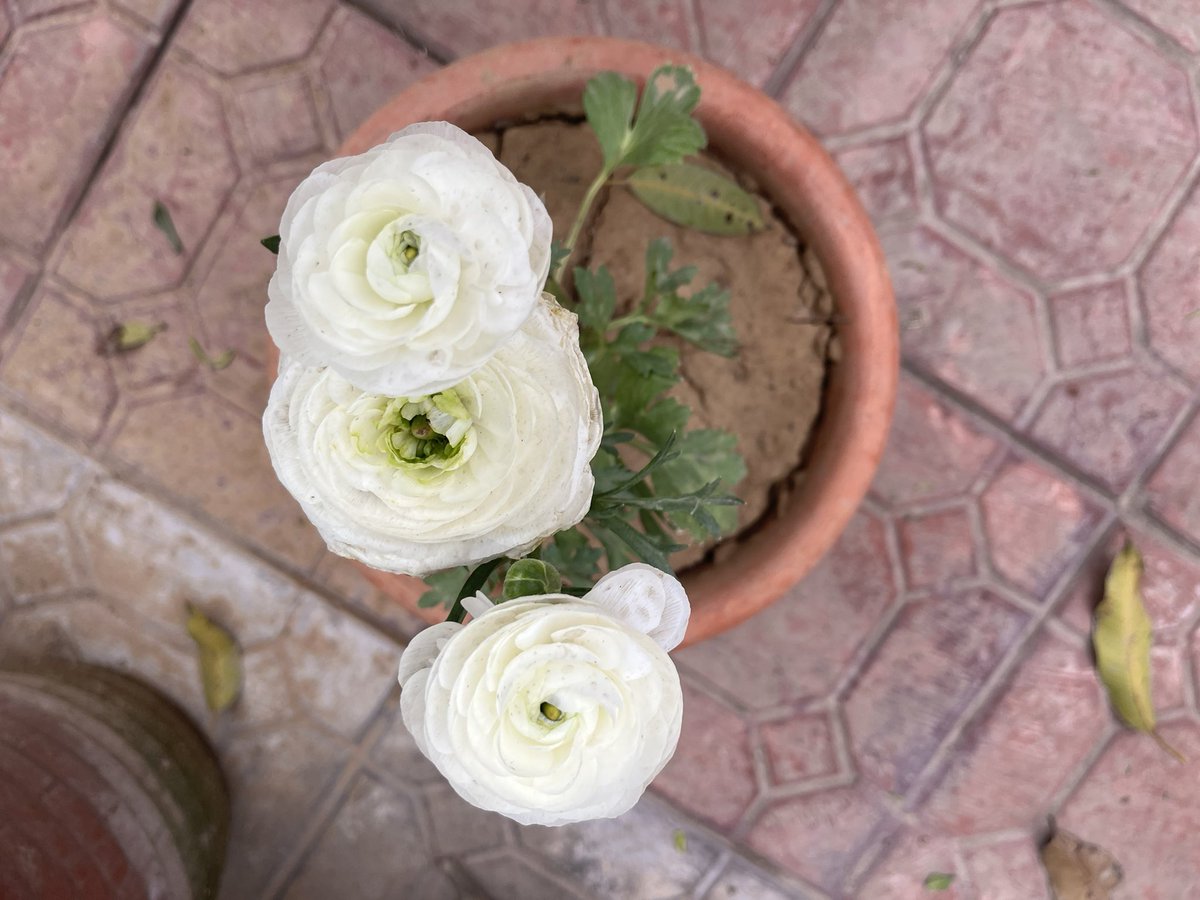 asmatusmani's tweet photo. #Flowers in my #garden #gardening #spring 2023 #rose #Dalhia #Osteospermum #Ranunculus https://t.co/gWFnIEflTT