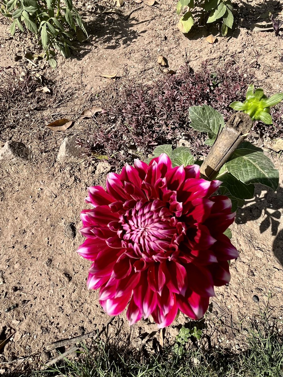 asmatusmani's tweet photo. #Flowers in my #garden #gardening #spring 2023 #rose #Dalhia #Osteospermum #Ranunculus https://t.co/gWFnIEflTT