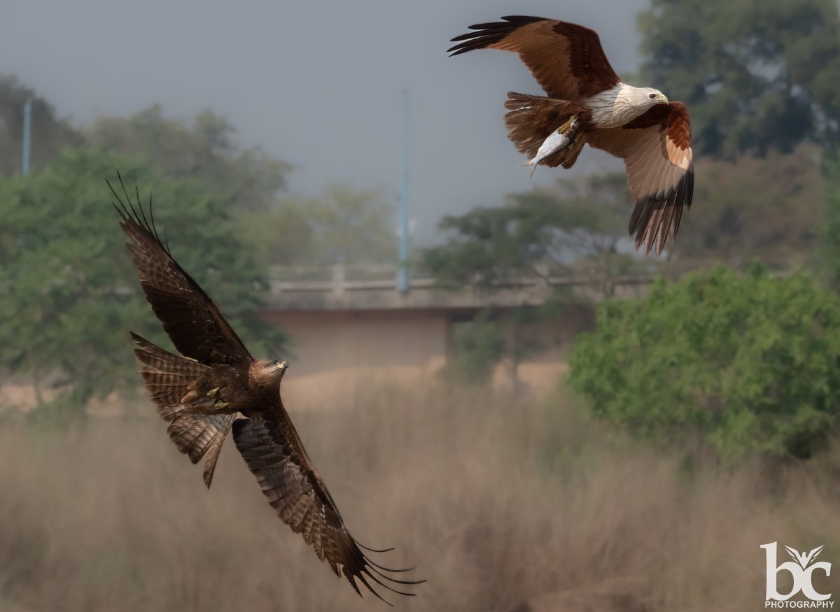 Brahminy kite with catch chased by Black kite..........
#two2tango 
#IndiAves 
#BBCWildlifePOTD 
#ThePhotoHour 
#natgeoindia 
#wildlifephotography 
#nikonphotography
#BirdsSeenIn2023