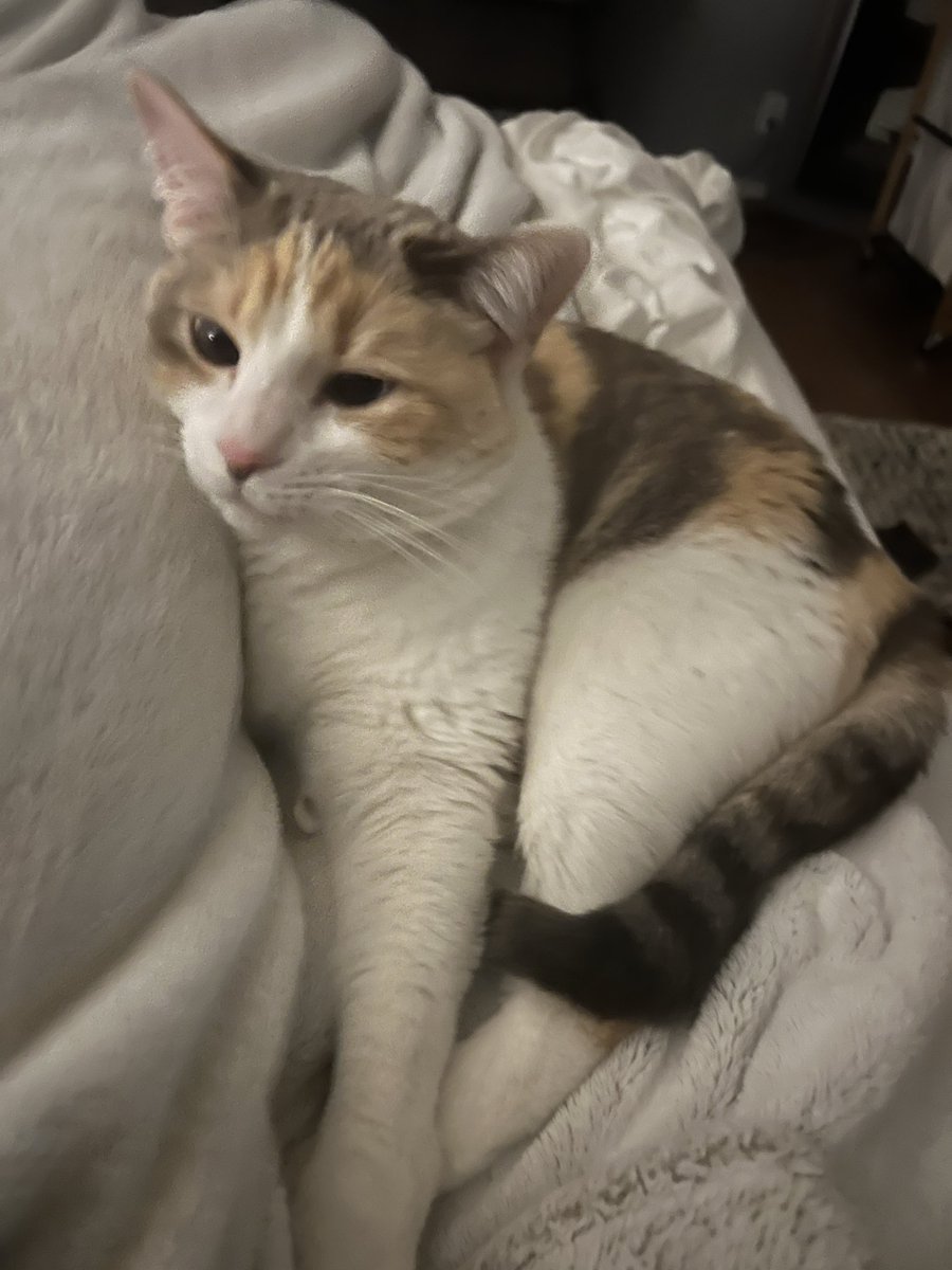 fatfatpankocat's tweet image. It sure is bedtime