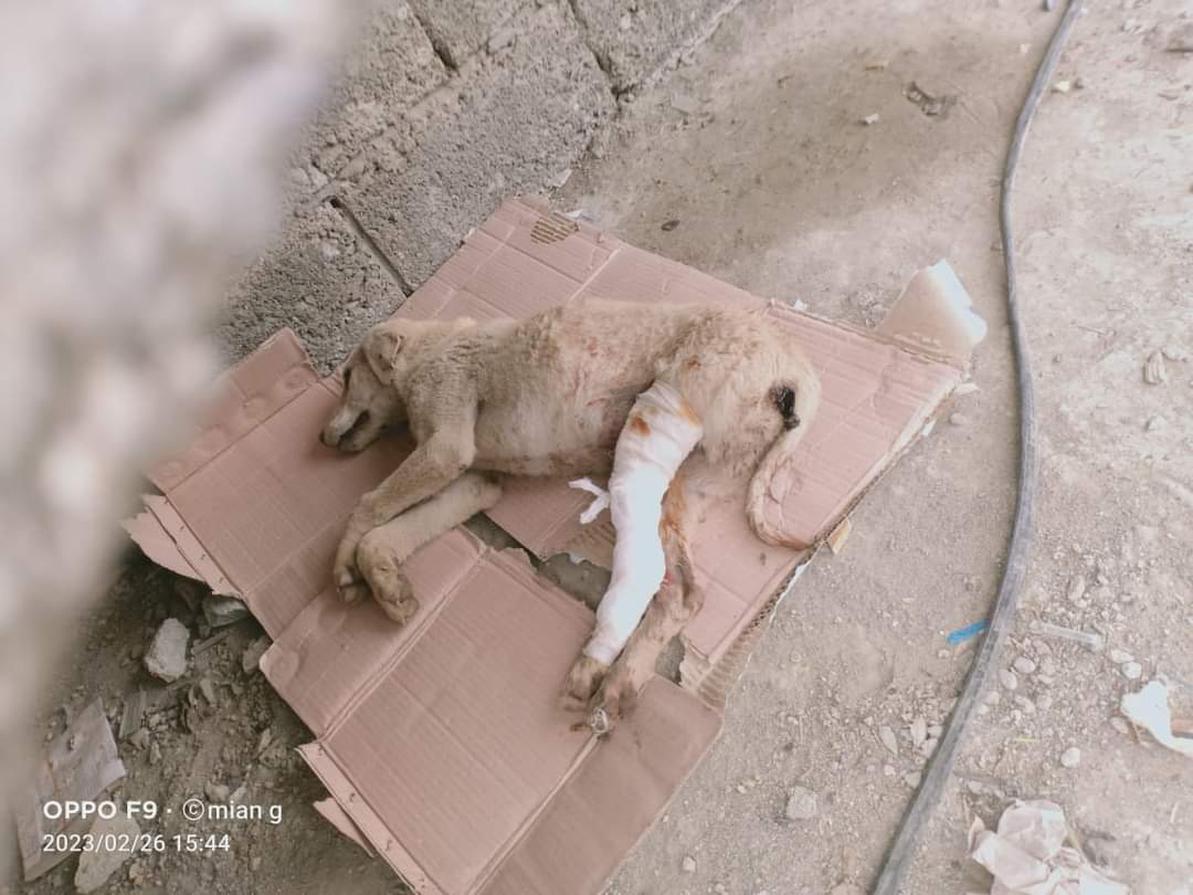 احساس ہر کسی میں نہیں پایا جاتا 
اور جن میں احساس پایا جاتا ہے
وہ بے زبانوں کا بھی خیال رکھتے ہیں.💓
#انسانیت 🕊✌🏻