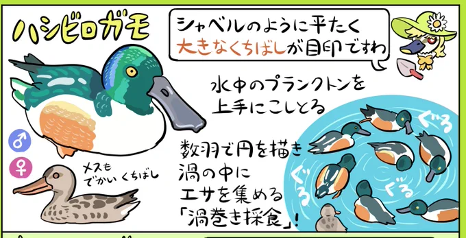 ハシビロガモ、近所にも一応いるんだけど渦巻き採食はあんまりやってくれないんだよね。たぶん水深とか群れの規模が関係してるんだと思うが。カモミールさんも言うように大きなくちばしをもち非常に見分けやすいカモなので探してみてほしい
https://t.co/Lqr4dzTEER 