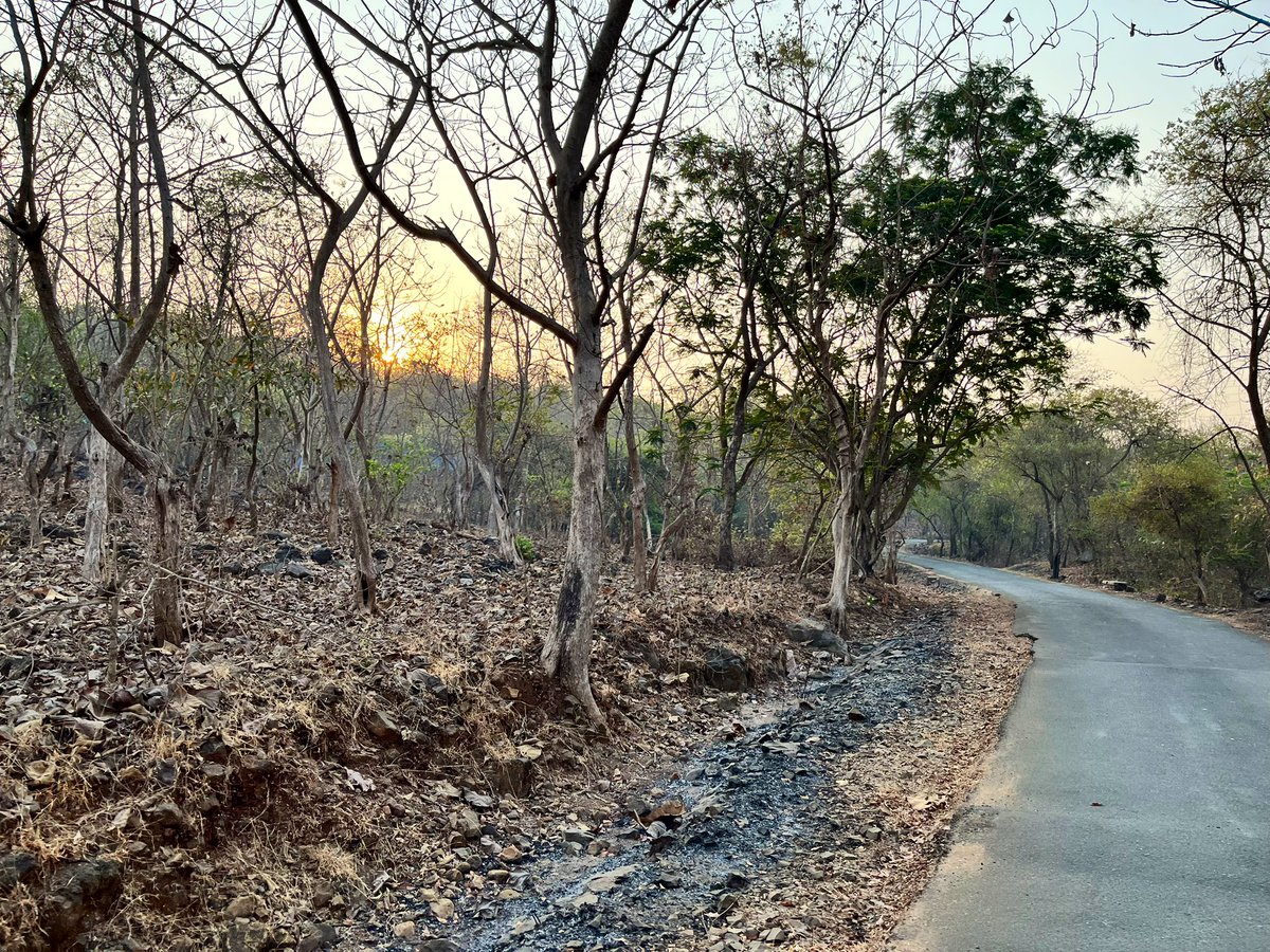 ameya91's tweet photo. THIS is what you call a GOOD MORNING!
❤️
#chasingTheSun #runnersOfTwitter #runchat #runnect #admireYourself #fitIndiaMovement #zone2Run https://t.co/RAiMGzrpuk
