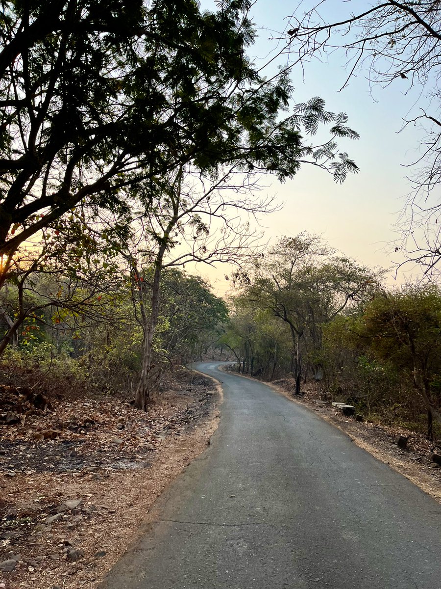 ameya91's tweet photo. THIS is what you call a GOOD MORNING!
❤️
#chasingTheSun #runnersOfTwitter #runchat #runnect #admireYourself #fitIndiaMovement #zone2Run https://t.co/RAiMGzrpuk