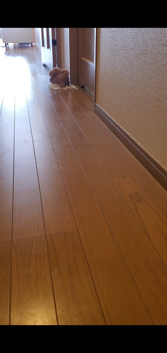 ずっと欲しかったペットとルンバを手に入れました🐶∽🧹 https://t.co/5f6OtjIubL