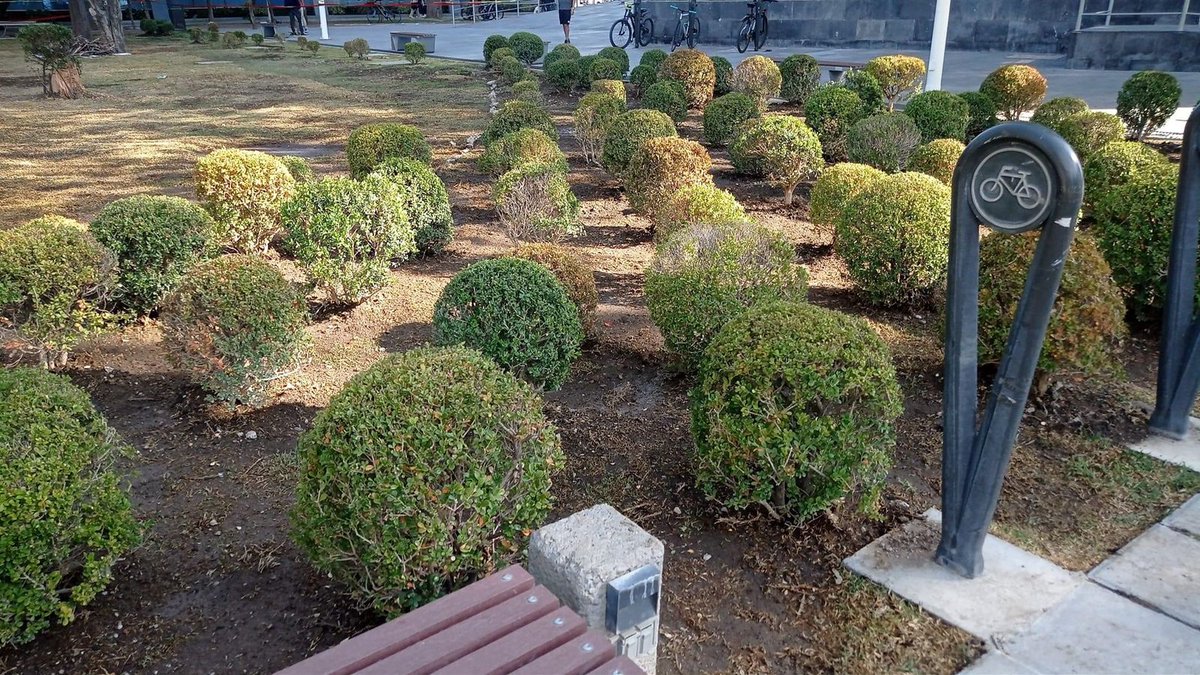 alfonsors67's tweet photo. Denuncian que en el jardín de rectoría de la @BUAPoficial cortaron árboles para poner arbustos e impedir que alumnos puedan hacer uso de ese espacio. ¿No que mucho cuidado del medio ambiente? Todo lo que importa es la privatización. Fotos  tomadas de: Randall BUAP https://t.co/CdM8G6rhDn