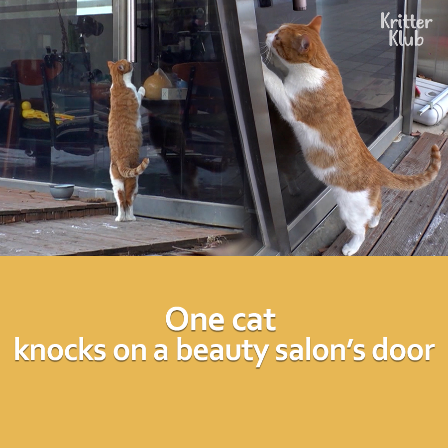 name on Twitter "RT Kritter_Klub "Please Take Me In” Stray Cat Keeps