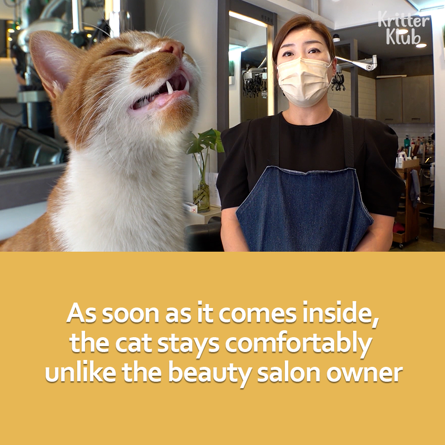 name on Twitter "RT Kritter_Klub "Please Take Me In” Stray Cat Keeps