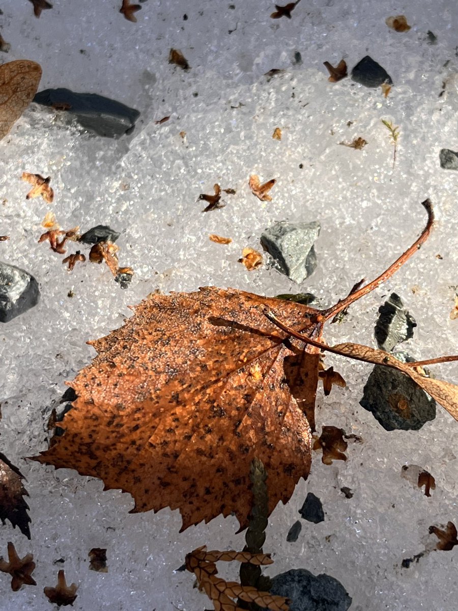 BStuhlmeyer's tweet photo. Take a deep breath 
and sense the power 
of the liminal zones 
between the seasons. 
There is joy in waiting 
observing 
experiencing 
the tender 
transformation 
into spring. https://t.co/FtUVw0lzvy