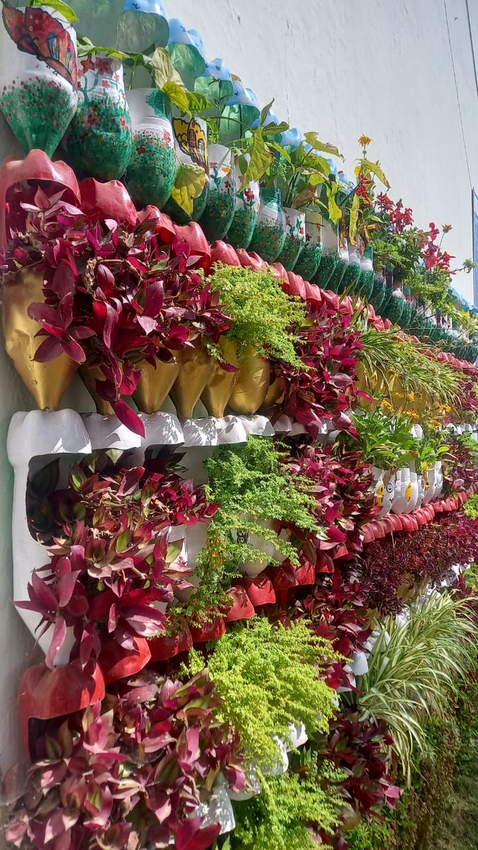 Vertical garden with waste plastic bottles at GDC, Udhampur in full swing. Courtesy Professor Nazia #planet #recycleplastic #plasticpollution #plants