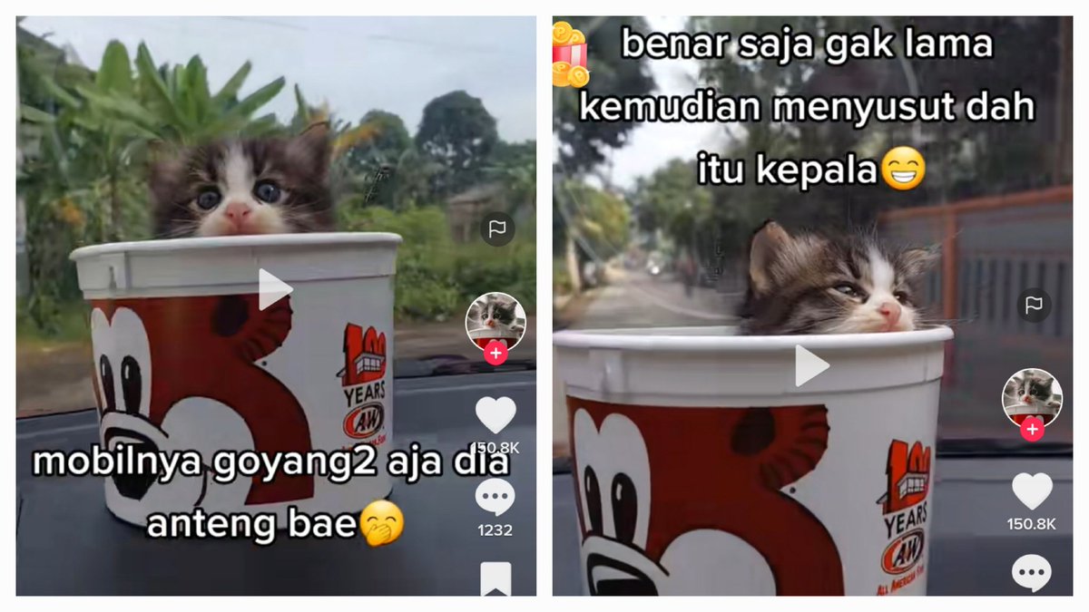 kochengfs's tweet photo. 🐈 Pawrents 🐾 lain kali kalo bawa bayi harus pake fasilitas yang memadai ya, jangan pake wadah😔 tapi ini lucuuu bangett😭😭😭 https://t.co/KRgdhbYD1Z