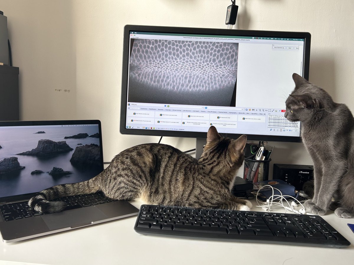 Super excited to be at #Dros23 this year! My first in-person conference where I am presenting my work. Do stop by my poster (566T) tomorrow at 2 PM!  Me and my cats staring at optogenetic Rap1 perturbation phenotype in the embryo. Stop by my poster for more!