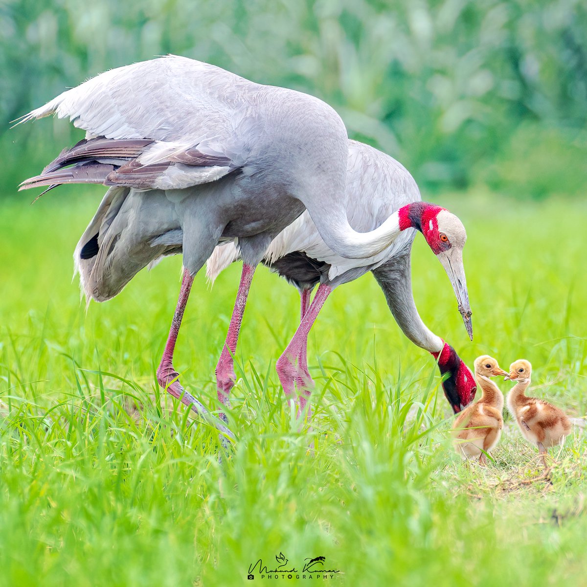 Hum 2
#IndiAves theme post #Two2Tango 
Sarus Crane family @ Dhanauri Greater Noida
Shot with #Nikon 
#Birding #Photography