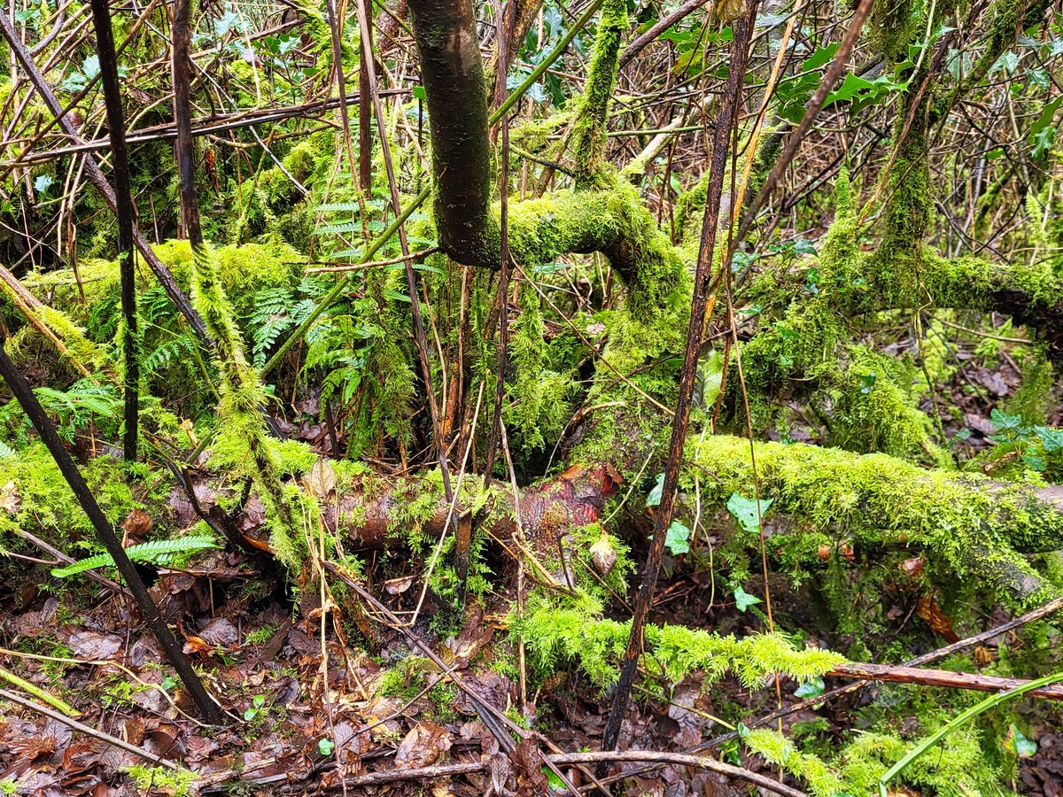 A decade ago this was only barren grasses. Now there's a tangled young species-rich rainforest, almost every limb adorned with epiphytic mosses.

And none of what you see here was planted, nature did this all by herself once goats, sheep + deer were denied access.
#rewilding