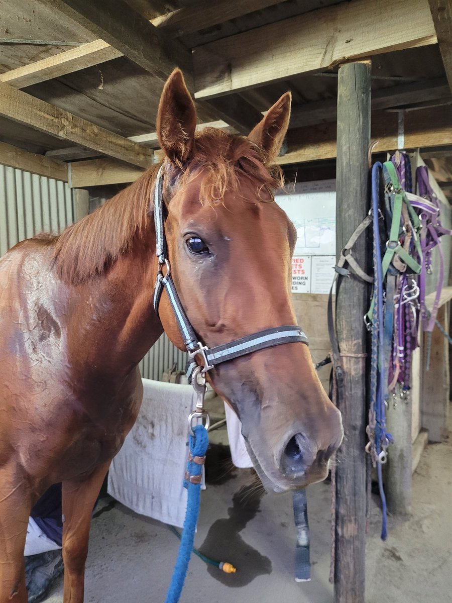 J0Starr's tweet photo. Ears Back (NZ) (Jakkalberry) has been set for the $100k @odtnews Southern Mile Final at Wingatui on Saturday.
With favourite pilot @JasmineFawcett2 on board she'll be hard to beat. #EarsBack https://t.co/CoJqiyLuAk