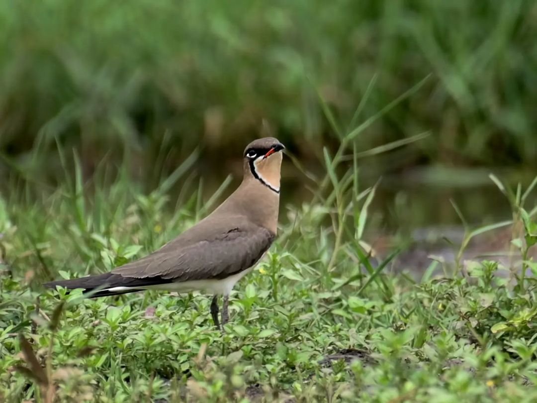 KeralaFDC's tweet photo. In frame: Oriental pratincole
The oriental pratincole, also known as the grasshopper-bird or swallow-plover, is a wader in the pratincole family, Glareolidae. #Wikipedia
Scientific name: Glareola maldivarum
#picoftheday by @jungle_story_
#birds #birdsofinstagram #birdsofkerala https://t.co/5j75qfIpFL