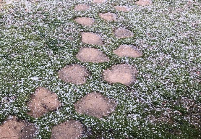 #本日のキャリホニャあられがどしゃ降りだった!! 雪は降らないのに…!( ^ω^ ) 落ちてくるスピードがすごいのでビチビチ当たって痛かった。 