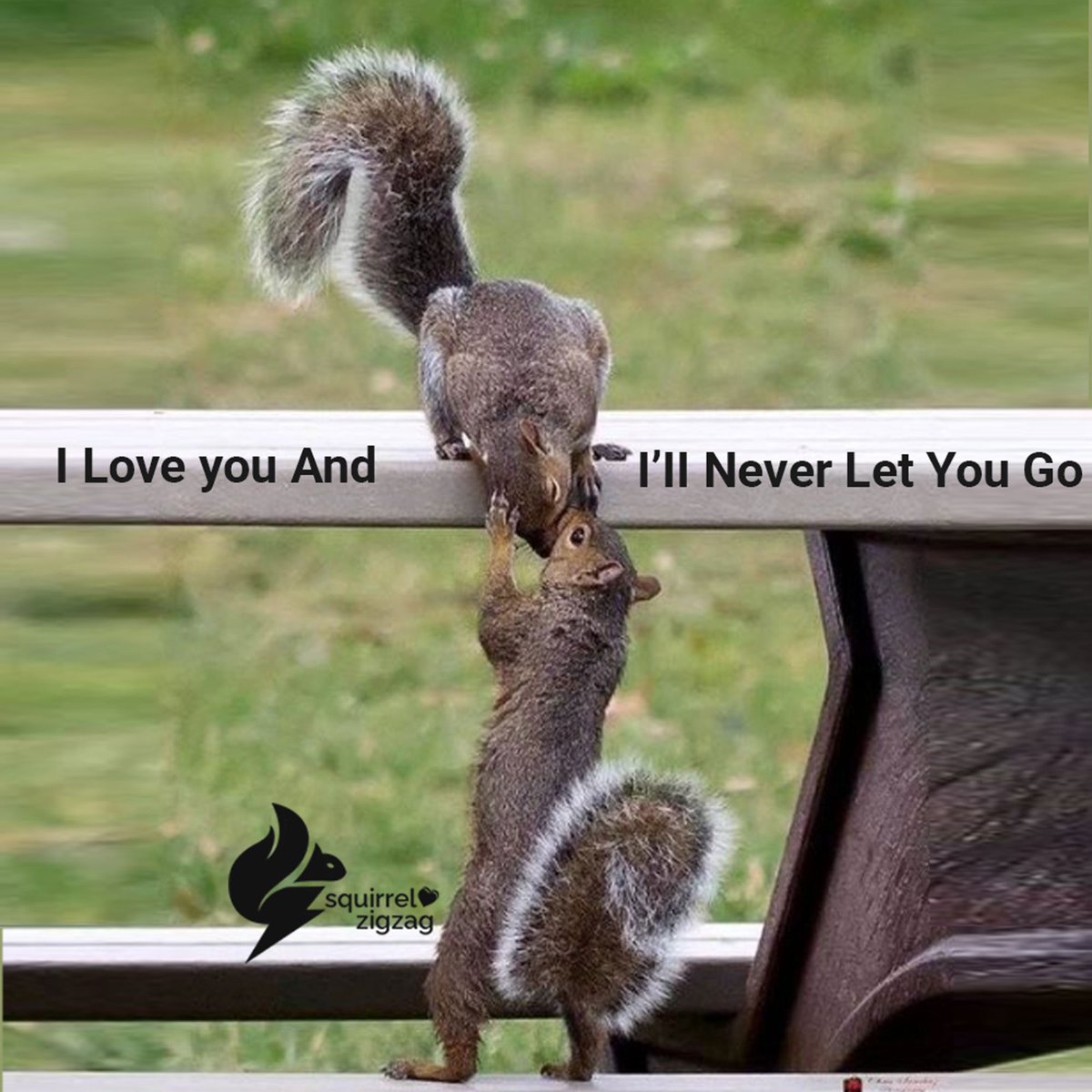 I love you and I will never let you go.
#squirrel #love #squirrellover #squirrellove #photo #bestcouple #forest #usa #squirrelzigzag