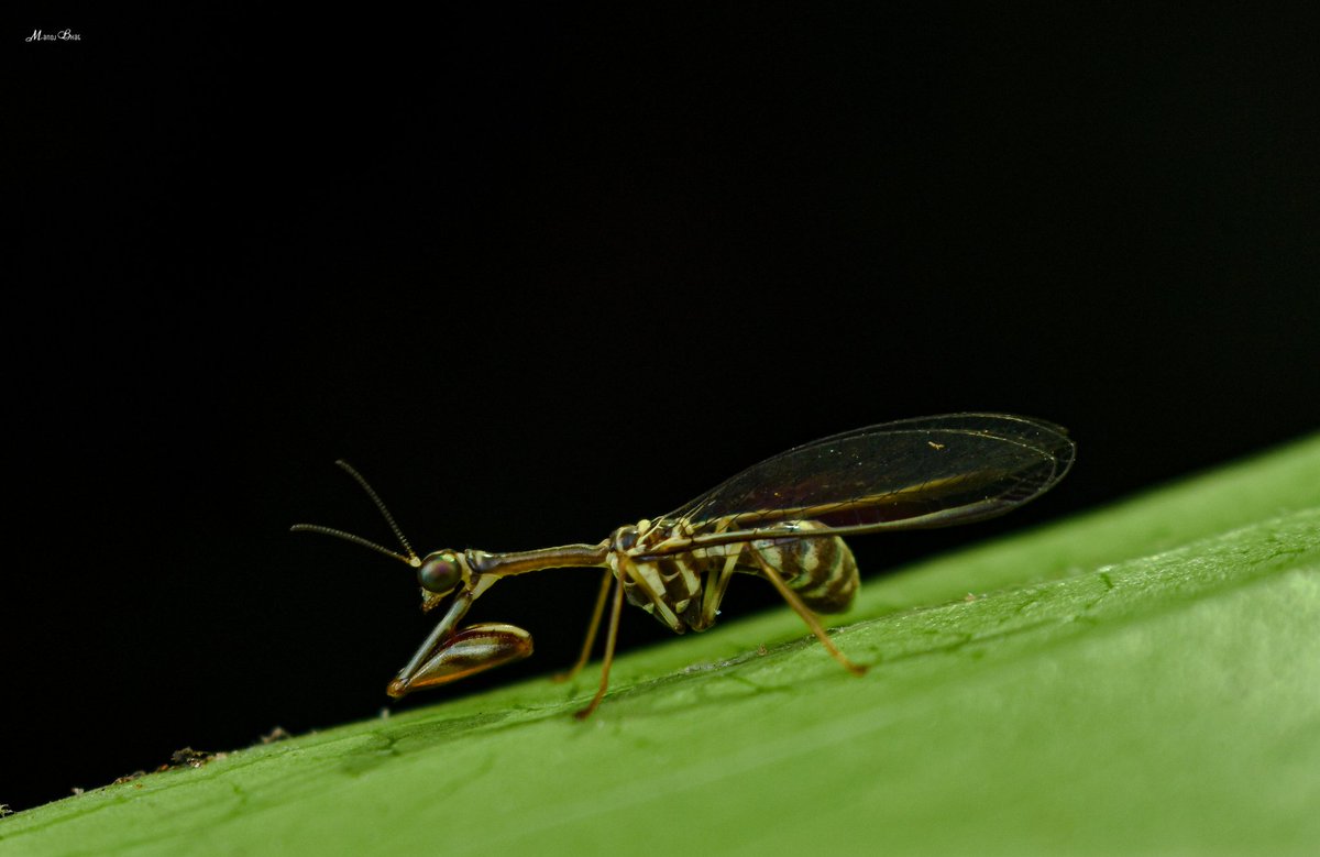 Manoj_Bhat_'s tweet image. Mantidfly (Mantispidae)
#mantidfly #mantispidae #macro #macrophotography #insects #insectphotography #neuroptera #insecta #macroworld #arthropoda #insects #macromood #macromood #macrophoto #macronature #macro_brilliance #naturetwittercommunity #macro_vision #nikon #natureinfocus