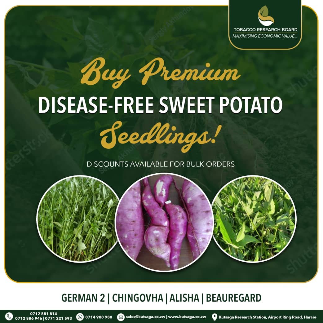 It's not late to establish your climate smart sweet potatoes. Contact <a href="/KutsagaResearch/">Kutsaga Research</a> on sales@kutsaga.co.zw /08688 002604 <a href="/SweetGrowers/">Zimbabwe Sweet Potato Growers Association</a> <a href="/basera_john/">John Basera</a> <a href="/arda_zim/">Agricultural and Rural Development Authority</a> <a href="/TinotendaMhiko/">Tinotenda Mhiko</a> <a href="/SeedCoZimbabwe/">SeedCo</a> <a href="/WendyMadzura/">Wendy Matashu Madzura</a> <a href="/agribusiness110/">agribusiness1</a> <a href="/zfu_official/">ZFU_Official</a>  <a href="/ZimTradeAlerts/">ZimTrade</a> <a href="/AMAofficial_zim/">Agricultural Marketing Authority</a> <a href="/ZFyfcz/">Zimbabwe Young Farmers (FYFCZ)</a>