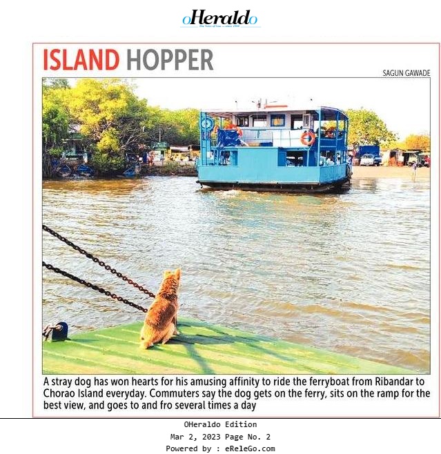 Island Hopper | A #straydog has won hearts for his amusing affinity to ride the #ferryboat from Ribandar to Charao #Island everyday..