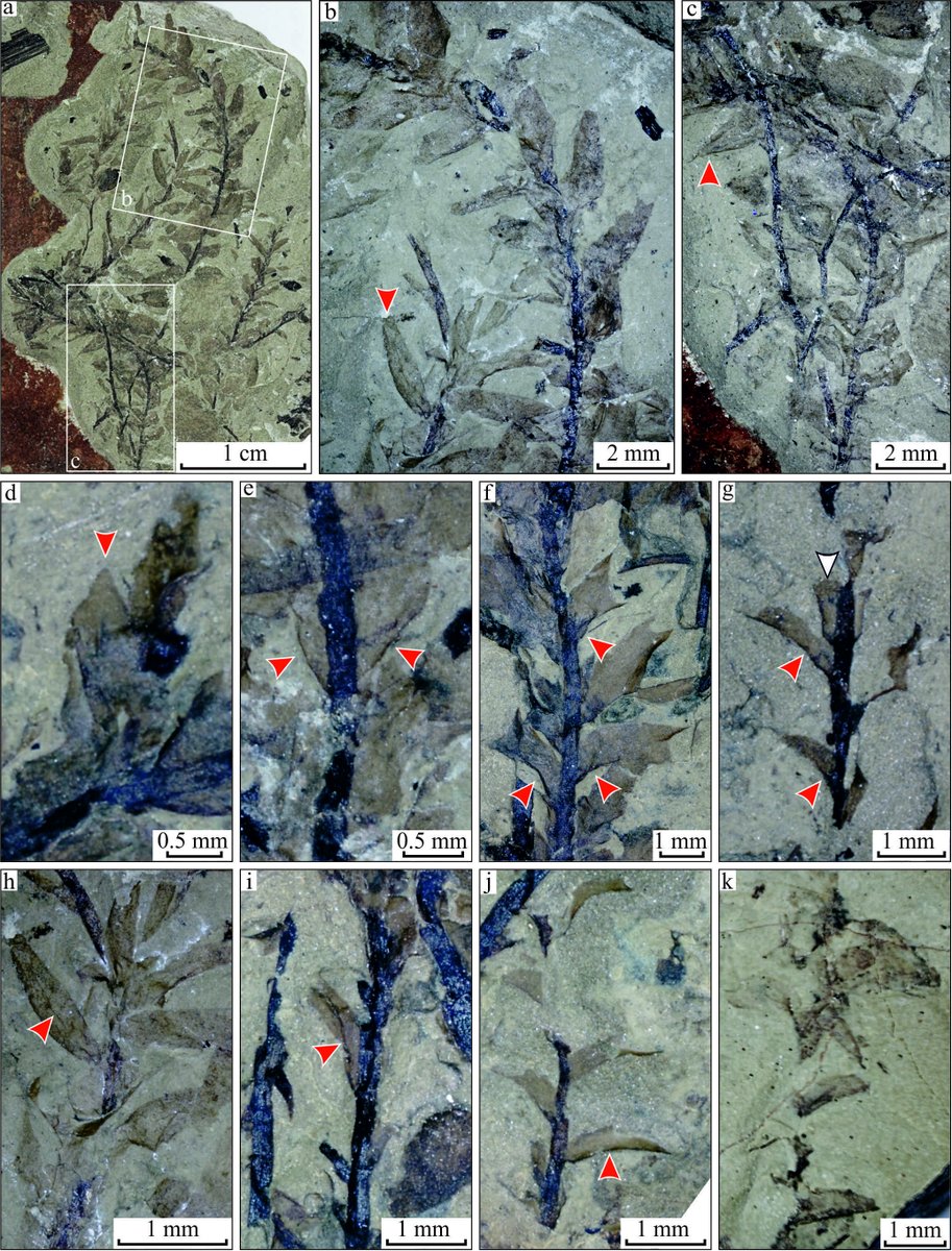 JPS_BSIP's tweet photo. Discovery of two #species of #mosses in the Lower Jurassic of the  #Irkutsk Basin is a significant step forward in understanding the history &amp; #diversity of this group in the #Jurassic of Siberia.
DOI: https://t.co/KC9EwzvCeg
#JPS Vol. 71(2022) #BSIP
@IndiaDST @DrJitendraSingh https://t.co/GjIycPVM3A