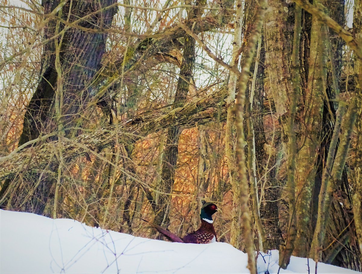 RNP_Romsilva's tweet photo. Cum arată primele semne ale primăverii în Parcul Național Munții Măcin
#Macin #Romania #wildlifephotography #wildlife #Flowers #spring #NationalParks https://t.co/OxDTOOFZfI