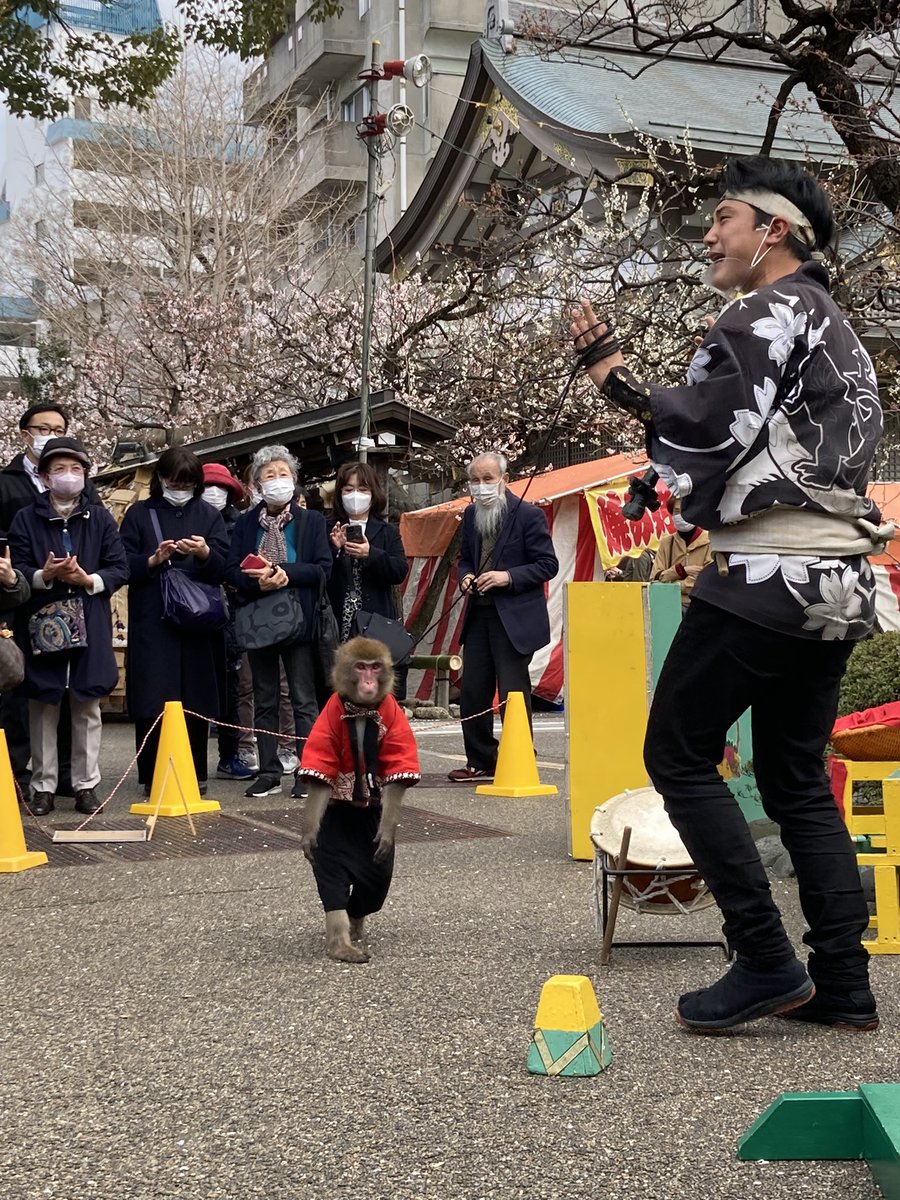 KeyMileStone1's tweet photo. 湯島天神さんに行ってきました。まだ梅は花盛りで今日は猿回しの芸をやっていました。#湯島天神
#梅祭り
#猿回し https://t.co/2KThQaiCnh