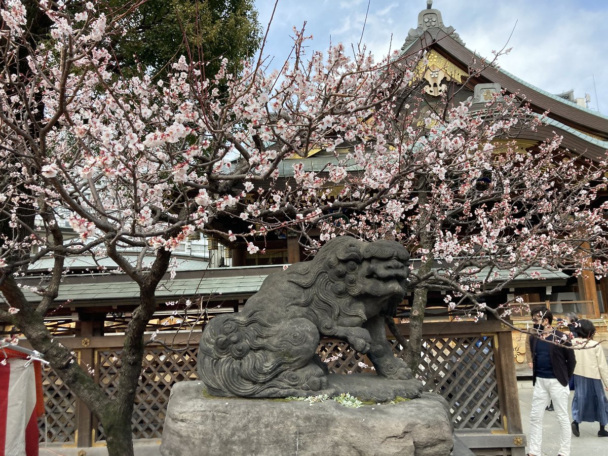 KeyMileStone1's tweet photo. 湯島天神さんに行ってきました。まだ梅は花盛りで今日は猿回しの芸をやっていました。#湯島天神
#梅祭り
#猿回し https://t.co/2KThQaiCnh
