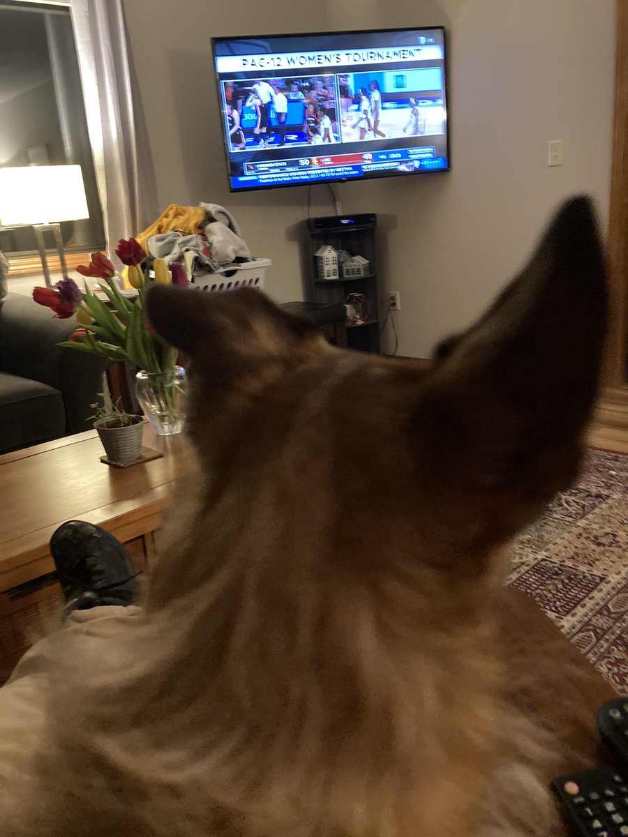 GO BEAVS! @Sagan34 watching a BIG WIN!  #OregonState #GoBeavs #Pac12 #Pac12Tournament @roncallan