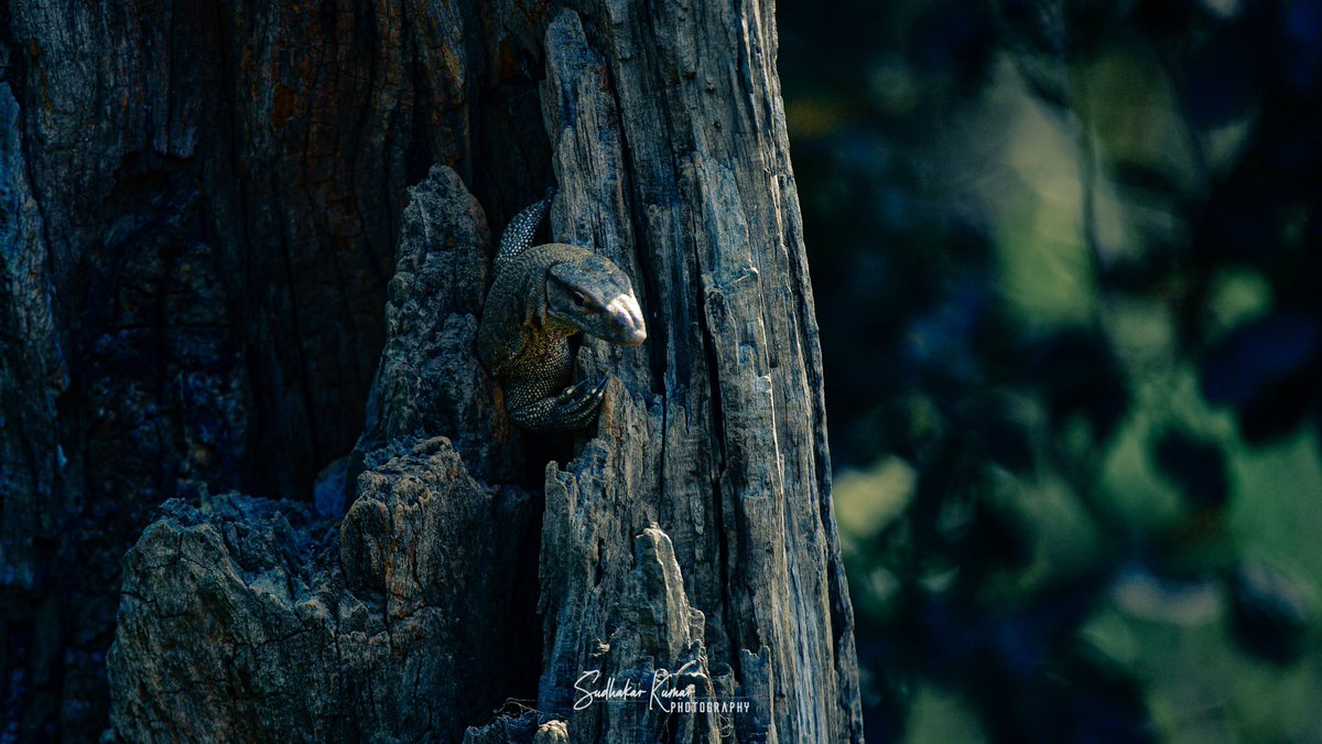MyPicsSpeaks's tweet image. #MonitorLizard
#KeoladeoNationalPark

#IndiAves #ThePhotoHour #birdwatching #birdphotography #birding #NaturePhotography #IncredibleIndia #NatureBeauty #BBCWildlifePOTD #Nikon #nikonphotography #wildindiatravels 
@ParveenKaswan
@SaevusNature 
@NikonIndia
@bbcearth