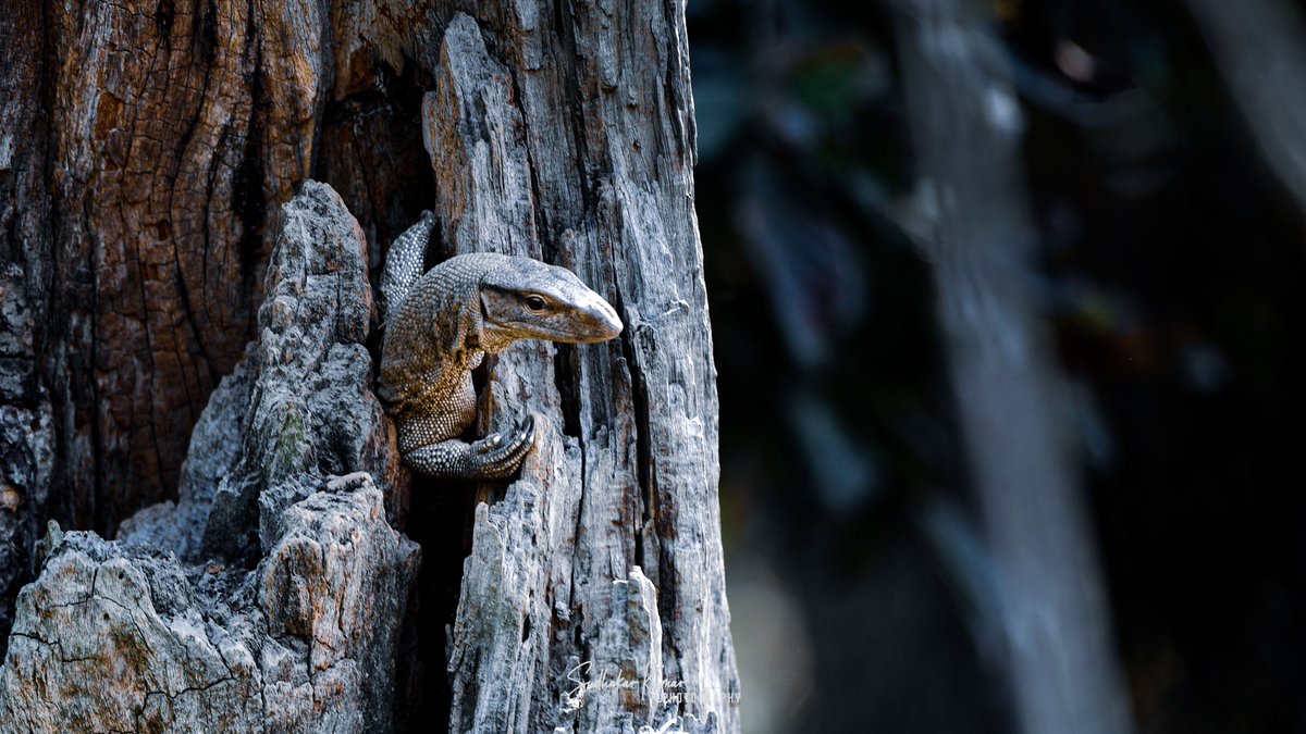 MyPicsSpeaks's tweet image. #MonitorLizard
#KeoladeoNationalPark

#IndiAves #ThePhotoHour #birdwatching #birdphotography #birding #NaturePhotography #IncredibleIndia #NatureBeauty #BBCWildlifePOTD #Nikon #nikonphotography #wildindiatravels 
@ParveenKaswan
@SaevusNature 
@NikonIndia
@bbcearth
