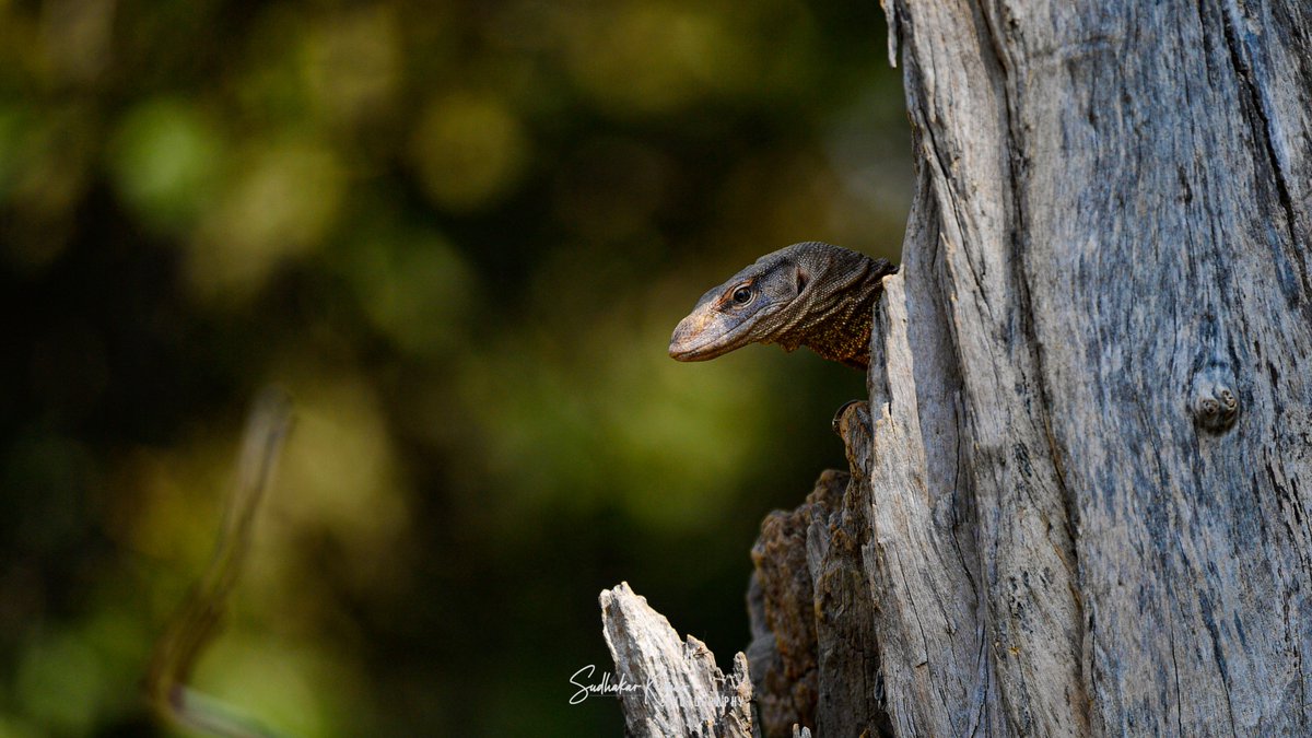 MyPicsSpeaks's tweet image. #MonitorLizard
#KeoladeoNationalPark

#IndiAves #ThePhotoHour #birdwatching #birdphotography #birding #NaturePhotography #IncredibleIndia #NatureBeauty #BBCWildlifePOTD #Nikon #nikonphotography #wildindiatravels 
@ParveenKaswan
@SaevusNature 
@NikonIndia
@bbcearth