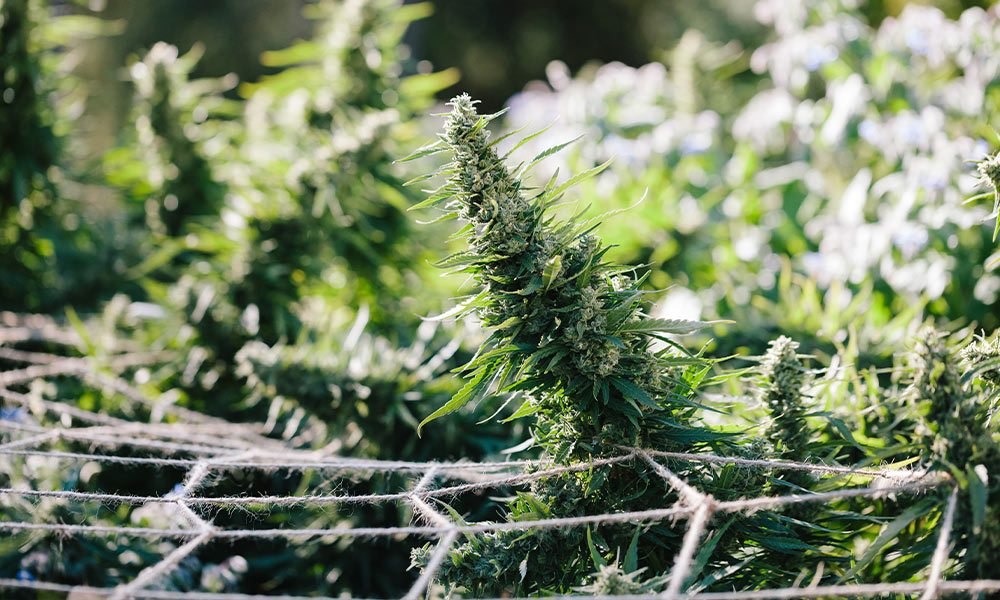 Cannabis Cultivator tweet media