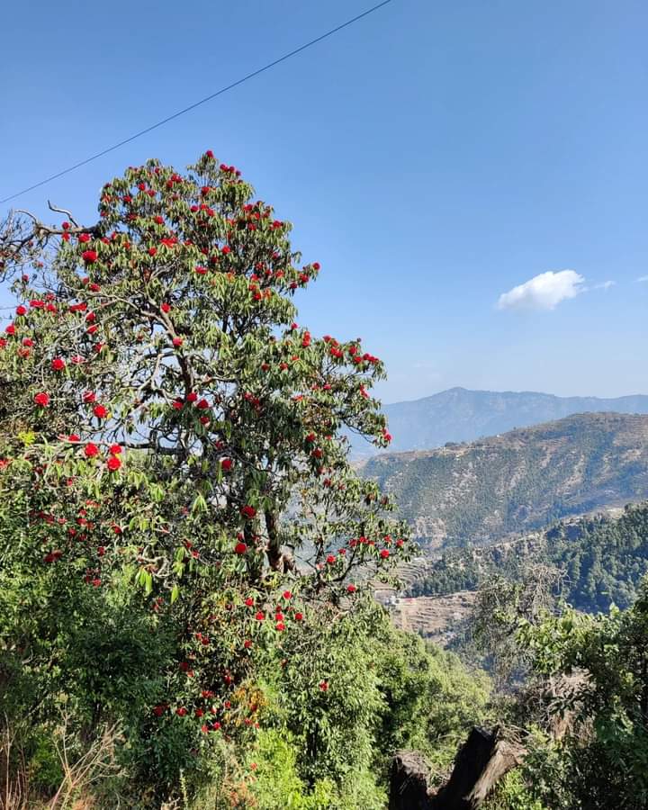 The blooming Buransh of Uttarakhand 🌸❤️

2nd March 2023
Mukteshwar , Uttarakhand