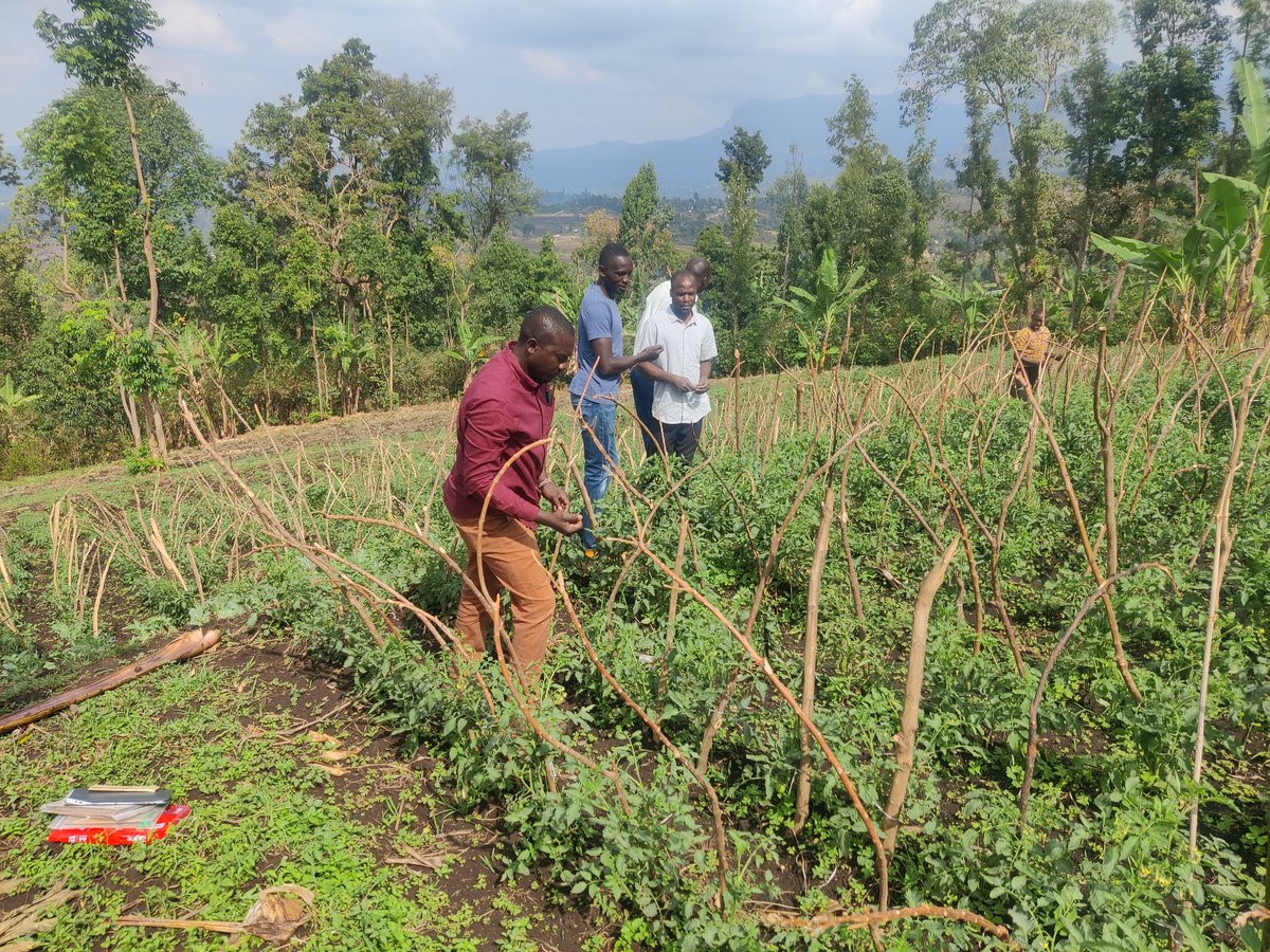 Julius Olumeh (@juliusolumeh) on Twitter photo Engaging tomato farmers in Mt. Elgon, Bungoma Kenya.
Farm survey. Pest and disease challenge.
#IPM_Biocontrol
#Tuta_absoluta
<a href="/SciencesNCL/">Sciences at Newcastle</a>
<a href="/AgricultureNCL/">Agriculture@Newcastle</a> Engaging tomato farmers in Mt. Elgon, Bungoma Kenya.
Farm survey. Pest and disease challenge.
#IPM_Biocontrol
#Tuta_absoluta
<a href="/SciencesNCL/">Sciences at Newcastle</a>
<a href="/AgricultureNCL/">Agriculture@Newcastle</a>