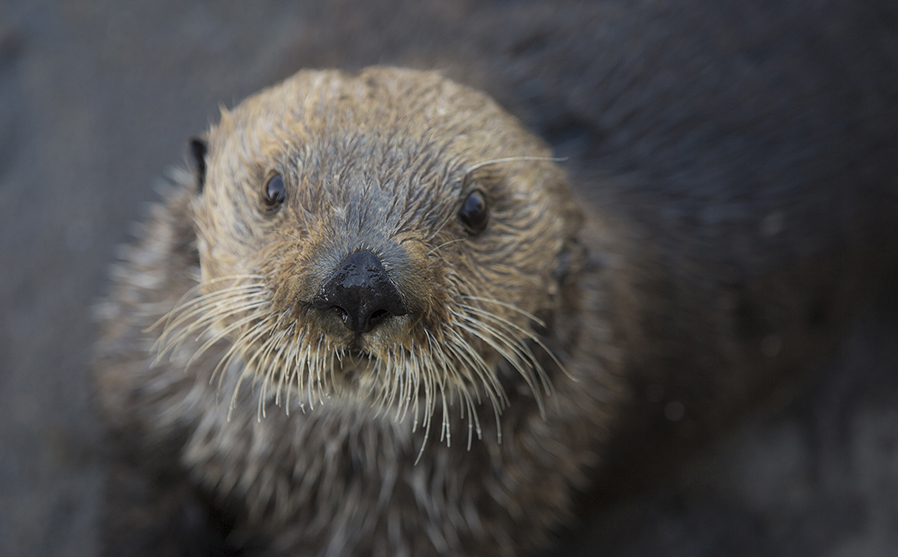 OtterAnHour's tweet photo. https://t.co/phUM7H86wS