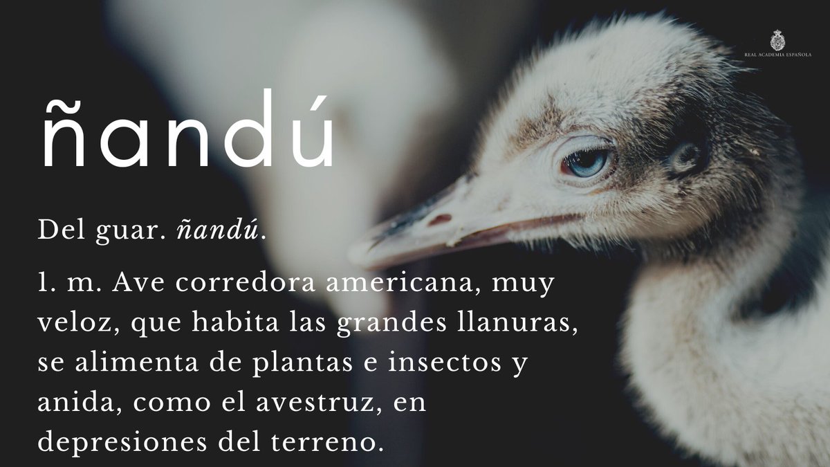 #PalabraDelDía | ñandú

No son muchas las palabras que comienzan con «ñ» en español. ¿Son capaces de decir cinco distintas?