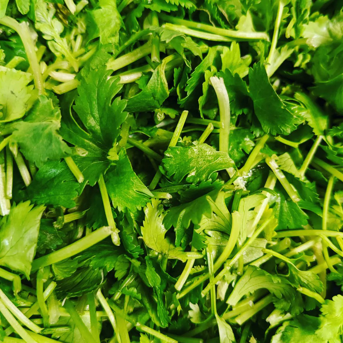 久し振りにパクチー大量入荷しました！！
全パクチーメニュー復活です🙆