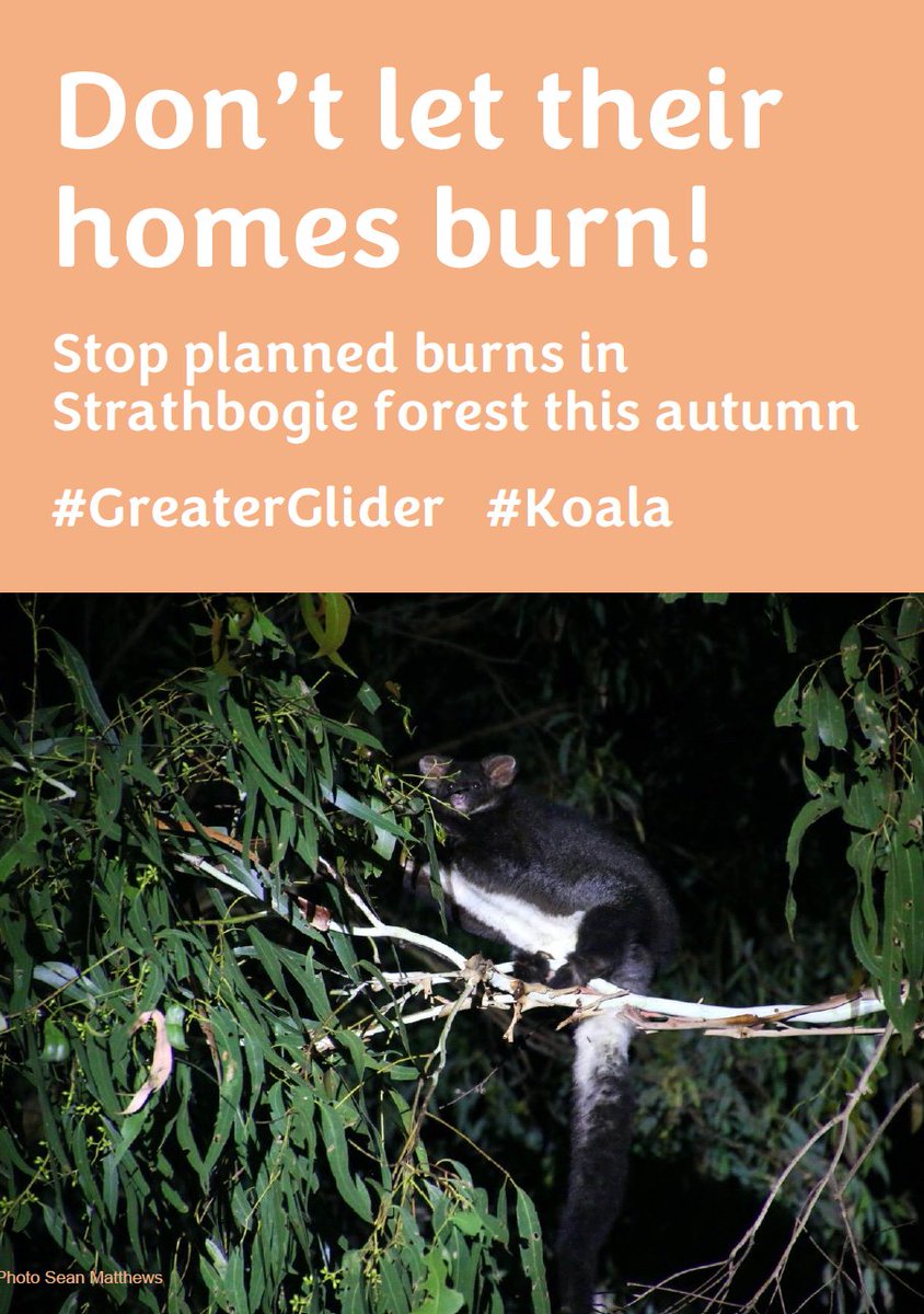 FFMV burns are planned to start soon in Strathbogie forests and across the state. But there has been no consideration of #threatenedspecies. When hundreds of #GreaterGliders are likely to be killed, how does this align with conservation and action plans for our precious wildlife?