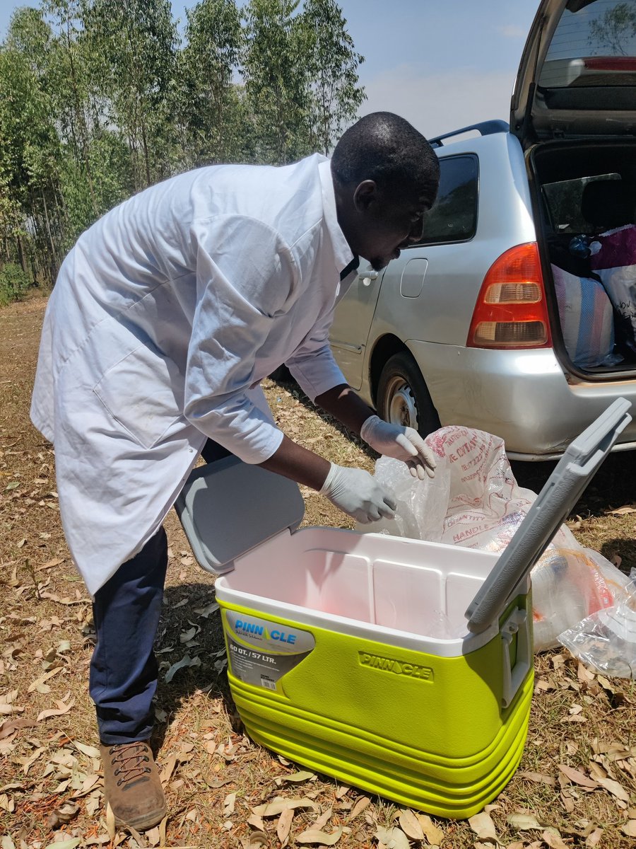 Julius Olumeh (@juliusolumeh) on Twitter photo Research in the field.
Tomato value chain and IPM
Great team!!!
<a href="/SciencesNCL/">Sciences at Newcastle</a>
<a href="/AgricultureNCL/">Agriculture@Newcastle</a> Research in the field.
Tomato value chain and IPM
Great team!!!
<a href="/SciencesNCL/">Sciences at Newcastle</a>
<a href="/AgricultureNCL/">Agriculture@Newcastle</a>