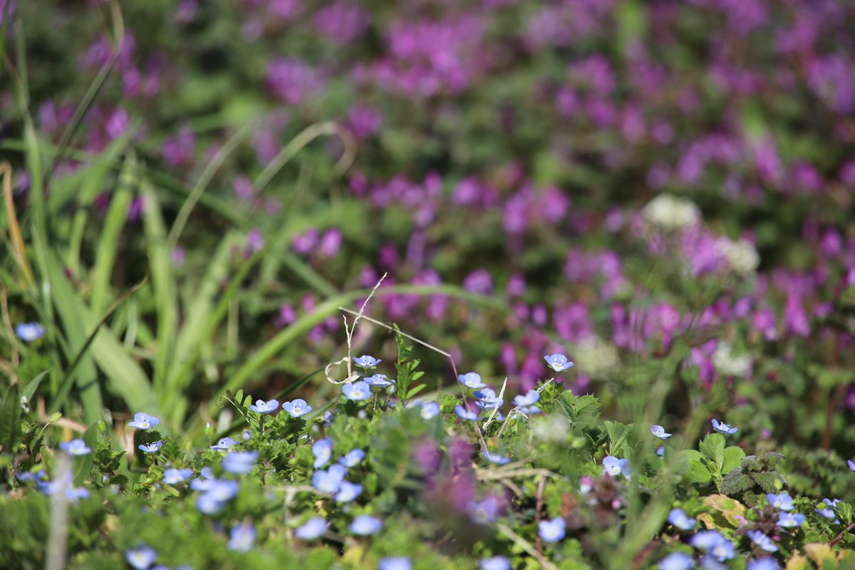 binbinsss's tweet photo. オオイヌノフグリと…たぶんホトケノザ。
春だ。
#オオイヌノフグリ #ホトケノザ
#eos6dmark2 #eos6d2 #eos6dmarkⅱ
#tamron #tamrona010 https://t.co/YirptFa4Hk